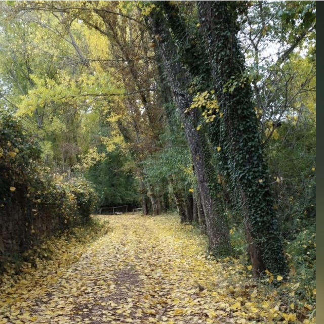 camino que se adentra en el bosque con hojas caídas de grandes árboles en otoño